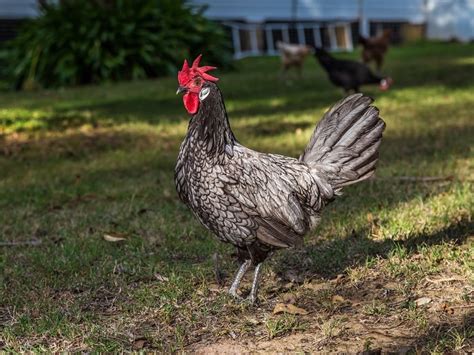 19 wk blue andalusian hen or roo? | Chicken Forum