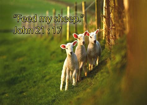 Feed my sheep John 21:17 - My Brothers Keeper | Feed my sheep, Sheep ...