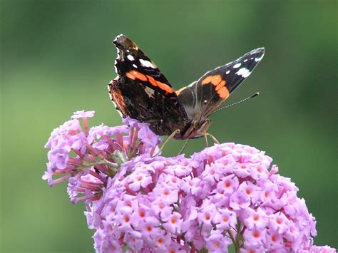 Red Admiral butterfly Free Photo Download | FreeImages