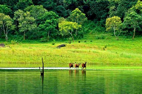 Thekkady Travel Guide | Periyar National Park | CuteKerala