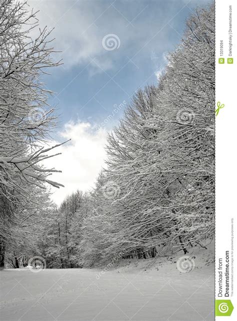 Fresh Snow stock photo. Image of land, blue, forests - 13319094