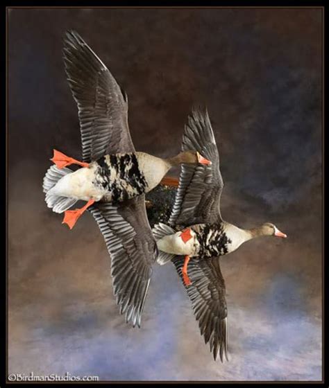 Birdman Studios Taxidermy - Waterfowlers Challenge