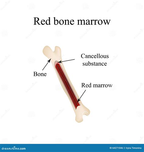 Bone Marrow Drawing