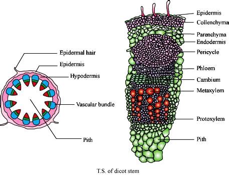 Draw a well labelled diagram of a typical dicot stem.