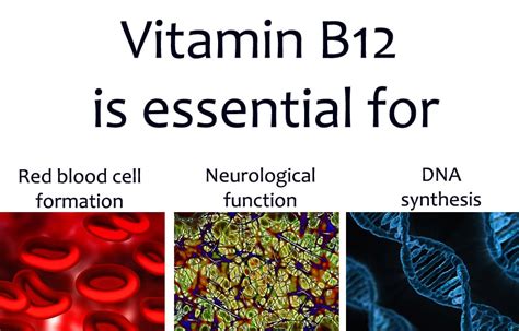 Anaemia Caused By Vitamin B12 Deficiency