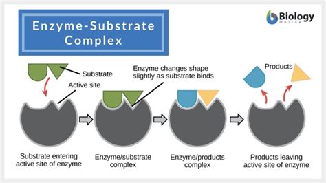 Substrate - Definition and Examples - Biology Online Dictionary