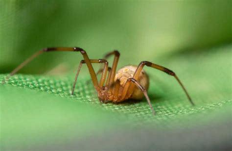 Brown Widow Spider | Amazing Facts about this Invasive Species | Cool ...