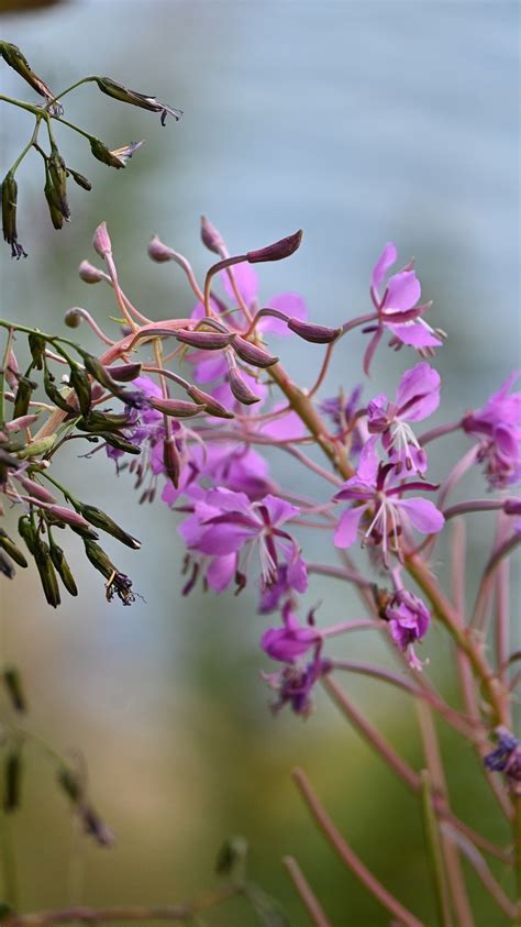 Willowherbs Pink Flowers - Free photo on Pixabay - Pixabay