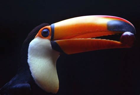 Mystery of the toucan's beak solved | The Independent | The Independent