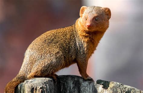 Mongoose - Description, Habitat, Image, Diet, and Interesting Facts