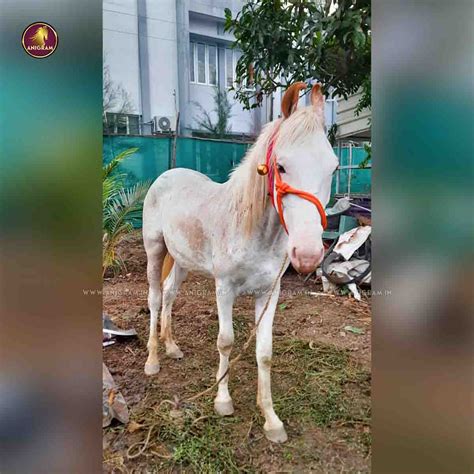 Breed Name – Kathiawar(📍Coimbatore) – Anigram