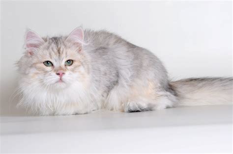 New Year with New Siberian Colors! BiMetallic Siberians - Croshka Siberians