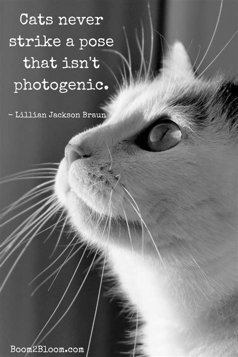 Cats never strike a pose that isn't photogenic quote. Quotes about cats ...