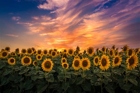 Sunflower Fields in Washington