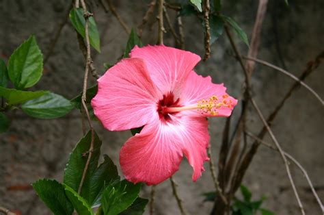 Brazilian flower Free Photo Download | FreeImages