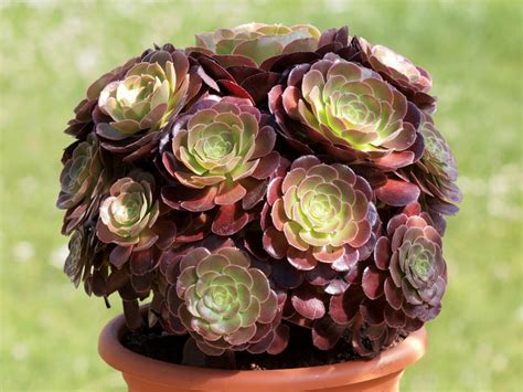 Aeonium arboreum var. atropurpureum - World of Succulents