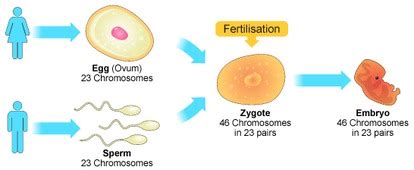 Describe Asexual and Sexual Reproduction as Survival Strategies ...