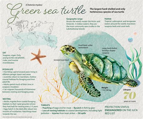 Green Sea Turtle: Facts, Habitat, Ocean Life | RoundGlass | Sustain