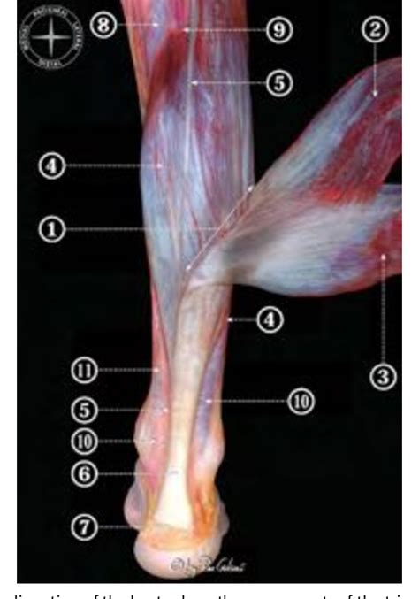 Figure 5 from Anatomy of the triceps surae: a pictorial essay ...