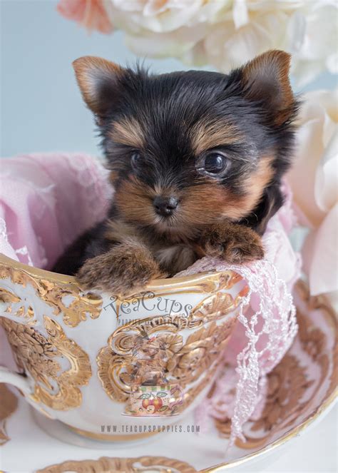 Adorable Teacup Yorkie Puppies in South Florida at Teacups Puppies ...