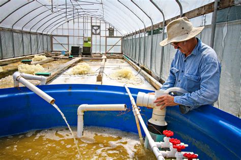 Lebanese Aquaculture: Aquaculture raceway system for growing shrimp and ...