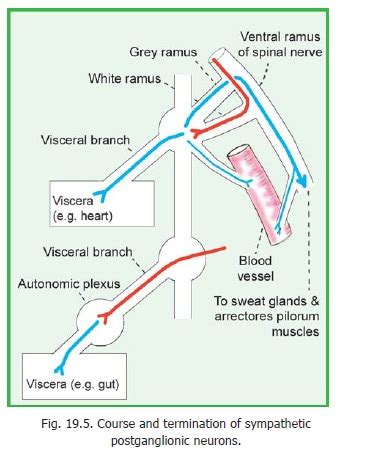 Preganglionic and Postganglionic Neurons