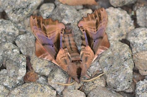 Sphinx Moth ID help please - Paonias excaecata - BugGuide.Net