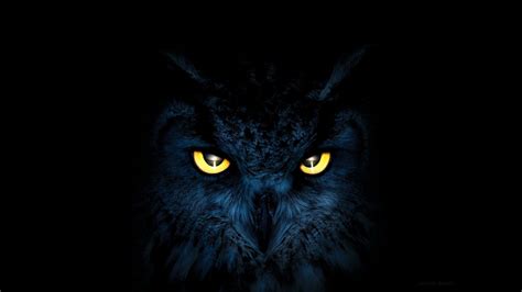 Download Bird Stare Animal Owl HD Wallpaper