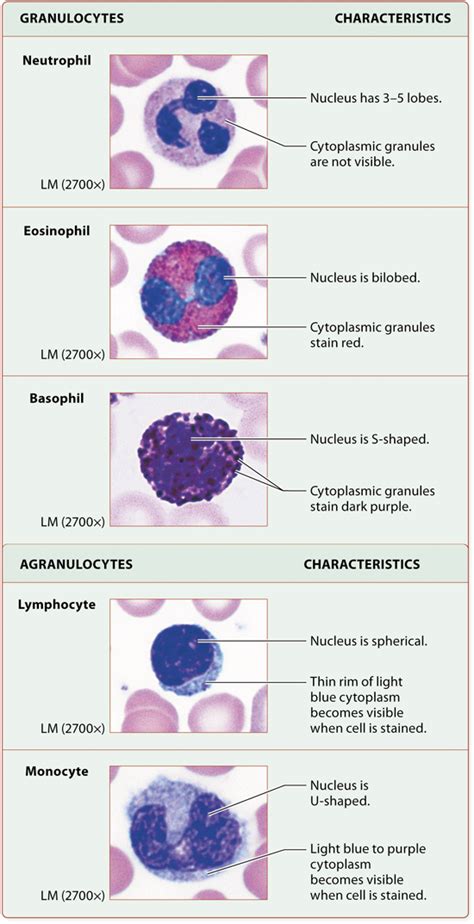 Module 19.3 Leukocytes and Immune Function: Human Anatomy and ...