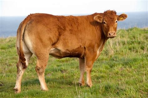 30 Best Cow Breeds for Meat and Milk You'll Want to Know About