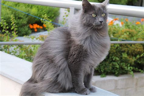 Sarah's Outings in 2021 | Cat breeds, Nebelung cat, Nebelung