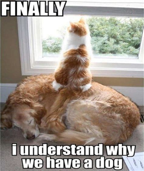 10 Hilarious Memes Of The Relationship Between Cats And Dogs