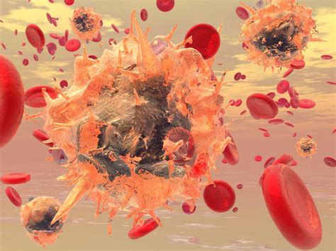 Types of White Blood Cells - Granulocytes, Monocytes, Lymphocytes