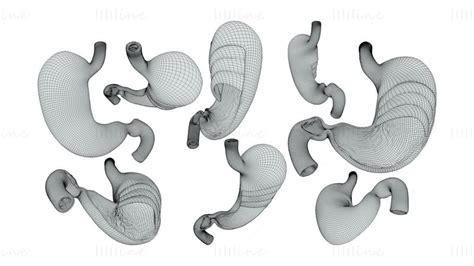 Maag 3D-model volledige versie