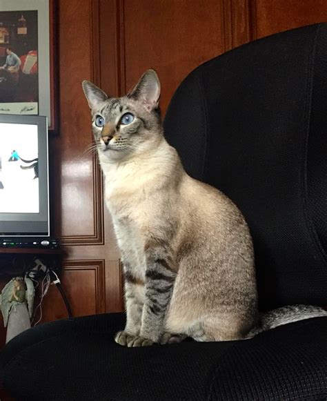 3-14-16 Sami 3yrs. 8mos. Seal Lynx Point Siamese | Bengal cat ...