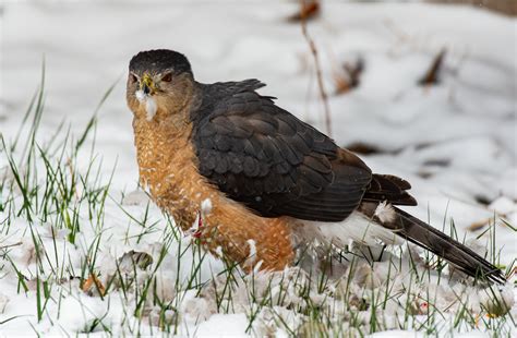 How to Identify Birds: Hawk Migration is Starting — Basics of Birding