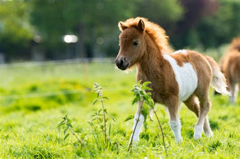 Pony Gets Embarrassed After Falling Over in Adorable Viral Video - Newsweek