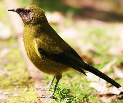 Birds of the World: New Zealand bellbird