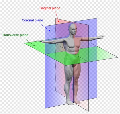 Plano Sagital Del Cuerpo