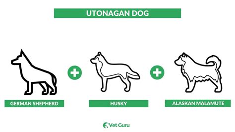 Utonagan Dog: Care, Personality, Cost, and More