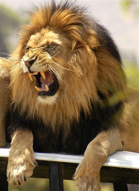 Lion roaring and showing his teeth. Agitated male lion angrily roars as ...