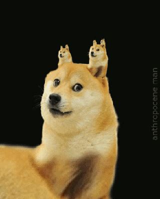 Doge GIF - Find & Share on GIPHY