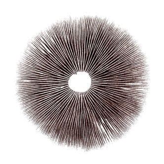 Buy Magic Mushroom Spore Prints 🍄 - Zamnesia