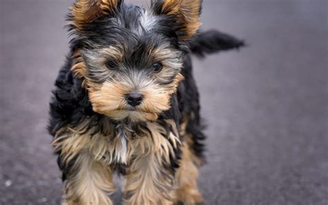 Yorkie Puppy Care | All Things Yorkies