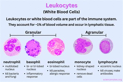 Leukocytes or White Blood Cells