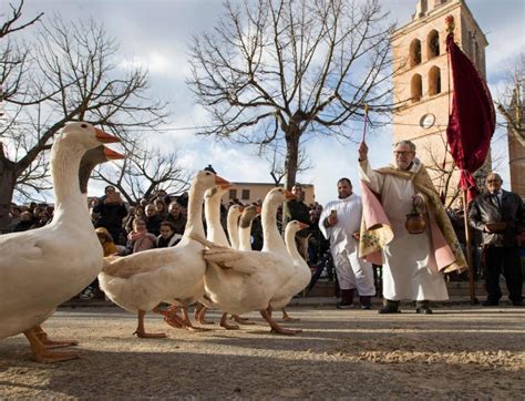 Spain animal laws: Pet shops to close and dog owners to be trained ...