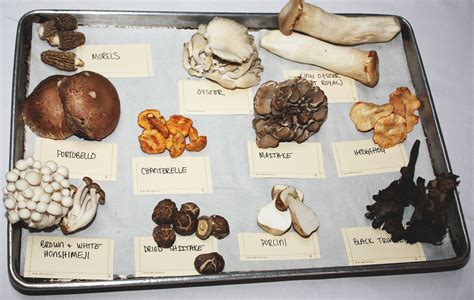 Explore Mushroom Varieties and Delicious Recipes