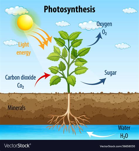 Diagram showing process photosynthesis in plant Vector Image