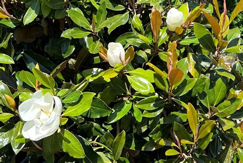 Magnolias Evergreen