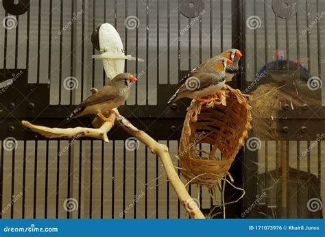 Beautiful Zebra Finch Birds in the Cage Stock Photo - Image of finch ...